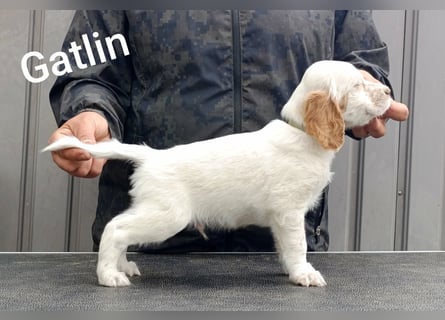 English setter Welpen (3 Rüden)