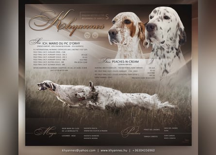 English setter Welpen (3 Rüden)
