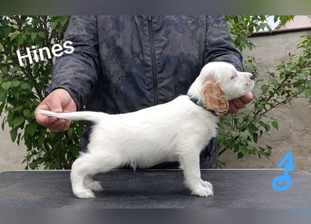 English setter Welpen (3 Rüden)