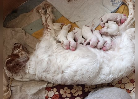 English setter Wurf geplanten
