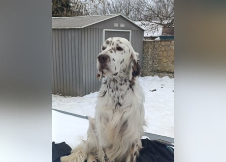 English setter Welpen (3 Rüden)