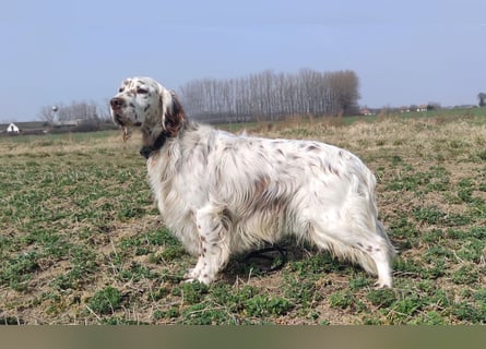 English setter Welpen (3 Rüden)