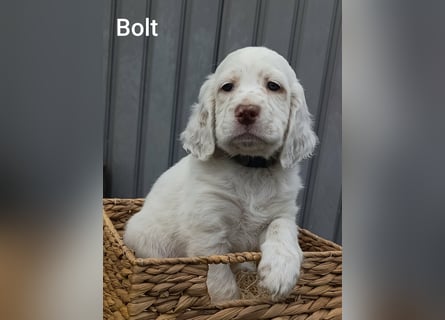 English setter Welpen (2 Rüden)