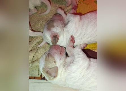 English setter Wurf geplanten