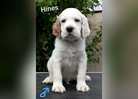 English setter Welpen