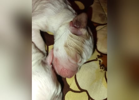 English setter Wurf geplanten