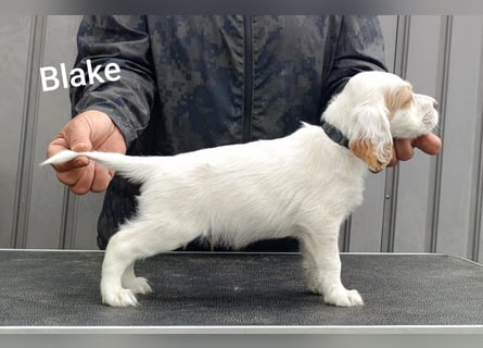 English setter Welpen