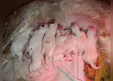 English setter Wurf geplanten