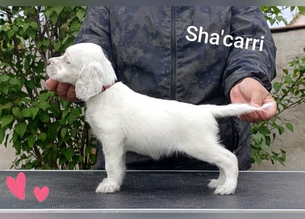 English setter Welpen