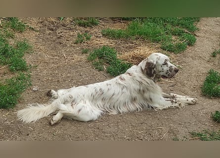English setter Welpen (3 Rüden)