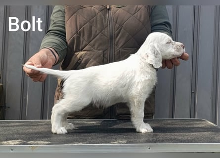 English setter Welpen (2 Rüden)