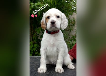 English setter Welpen