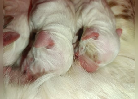 English setter Wurf geplanten