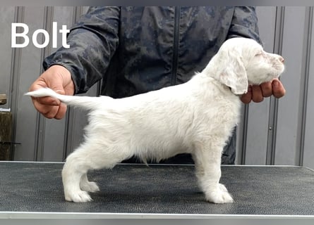 English setter Welpen