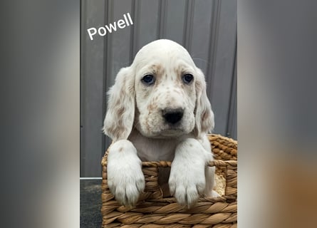 English setter Welpen (3 Rüden)
