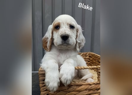 English setter Welpen (3 Rüden)