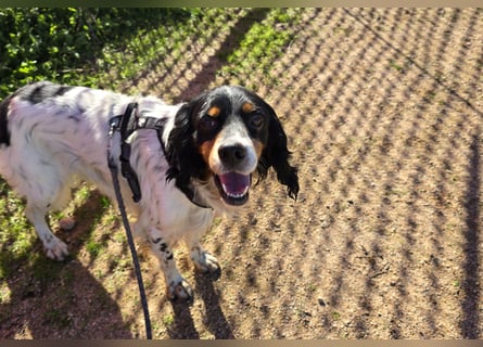 Moreno: ein Traum für Setter-Freunde