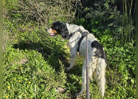 Moreno: ein Traum für Setter-Freunde