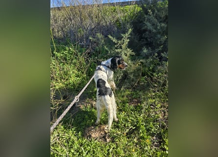 Moreno: ein Traum für Setter-Freunde