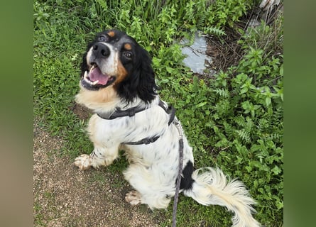 Moreno: ein Traum für Setter-Freunde