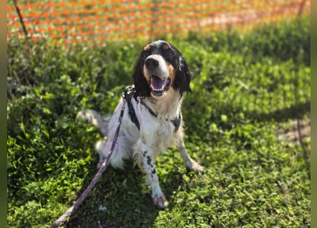 Moreno: ein Traum für Setter-Freunde