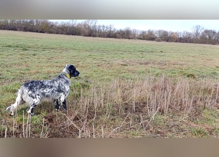 Englische setter Rüden