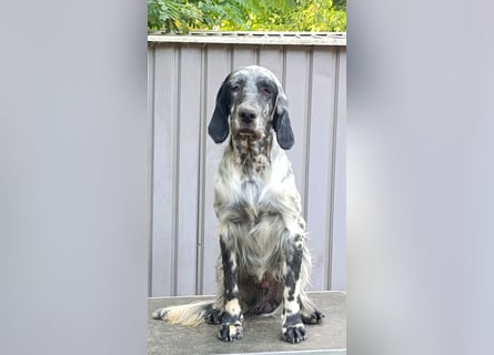 Englische setter Rüden