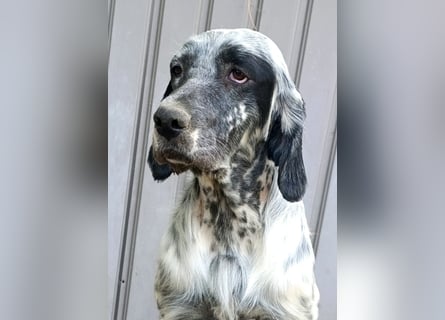 Englische setter Rüden