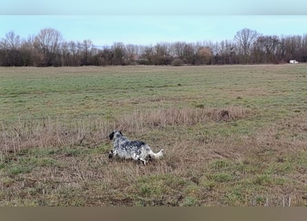 Englische setter Rüden