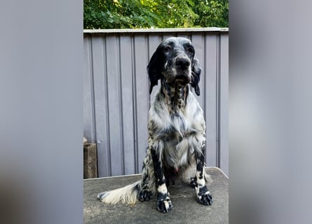 Englische setter Rüden