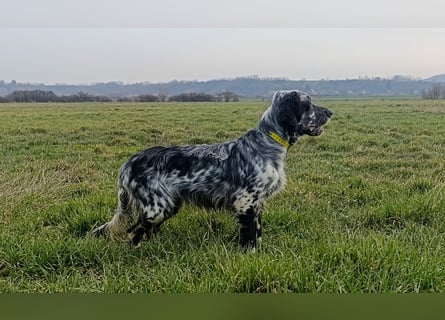 Englische setter Rüden