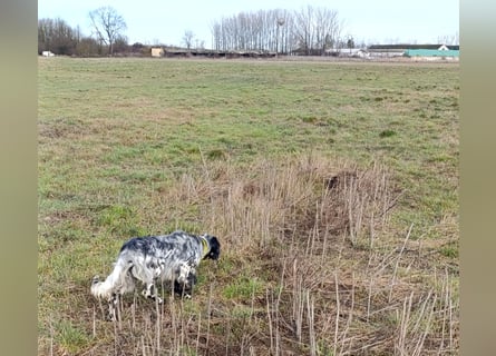 Englische setter Rüden