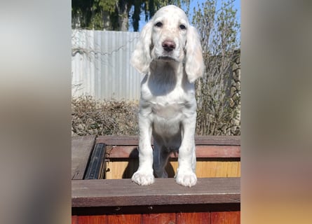 English setter Hündin