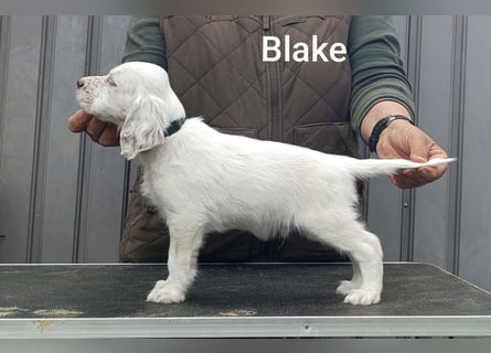 English setter Rüde Welpe