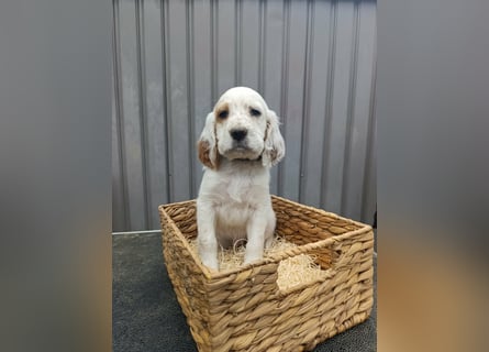 English setter Rüde Welpe