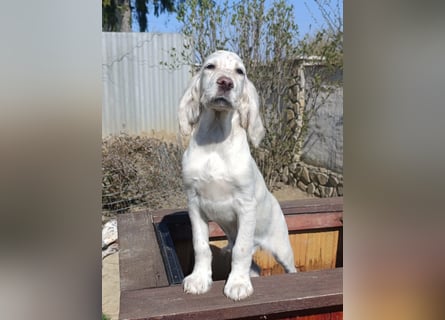English setter Hündin