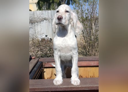 English setter Hündin