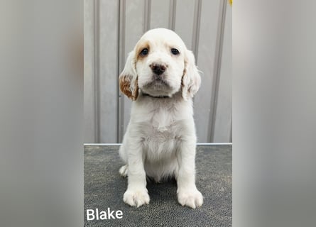 English setter Rüde Welpe