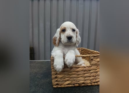 English setter Rüde Welpe