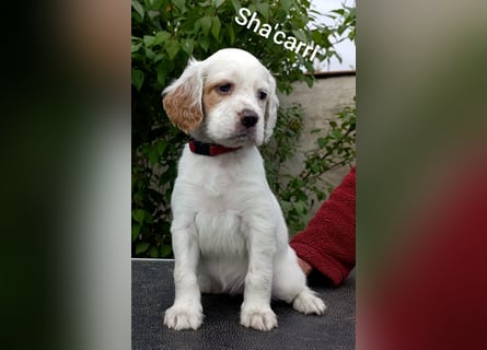 English setter Hündin