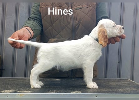 English setter Rüde, Khyannes Hines