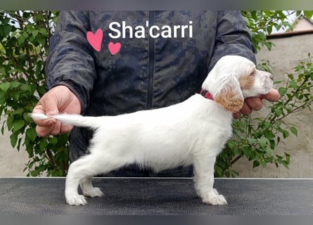 English setter Hündin