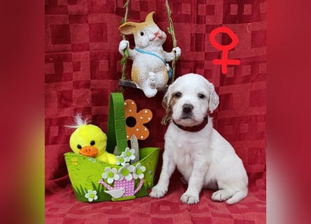 English setter Hündin