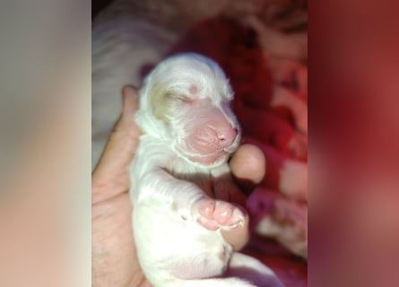 English setter Hündin