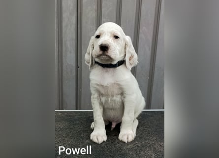 English setter Rüde