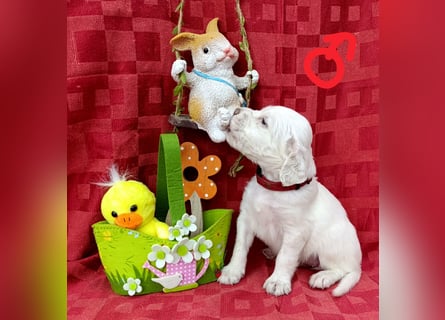 English setter Hündin