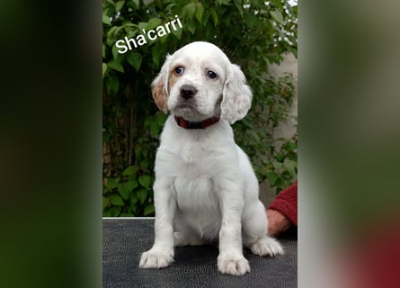 English setter Hündin