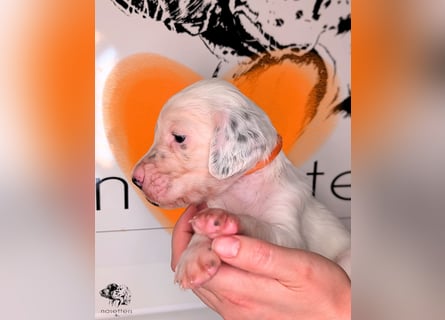 THORIN Nasetters – English Setter Puppy (ZKwP / FCI) – Boy