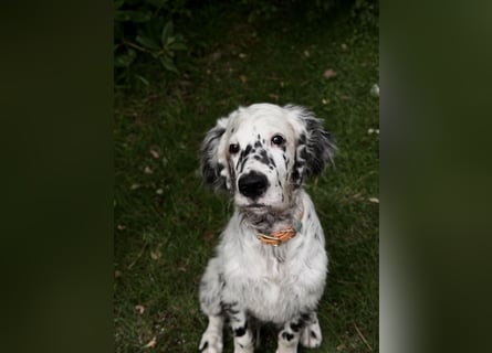 THORIN Nasetters – English Setter Puppy (ZKwP / FCI) – Boy