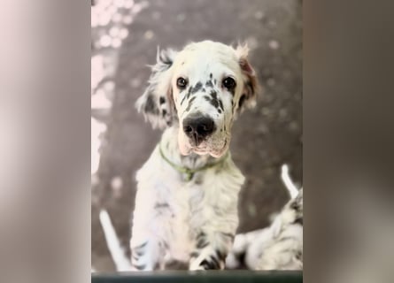 THORIN Nasetters – English Setter Puppy (ZKwP / FCI) – Boy